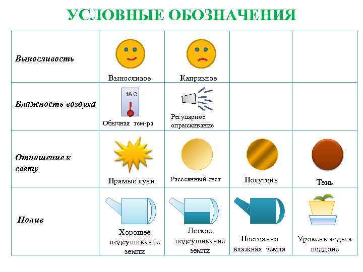  УСЛОВНЫЕ ОБОЗНАЧЕНИЯ Выносливость Выносливое Капризное 18 С Влажность воздуха Регулярное Обычная тем-ра опрыскивание