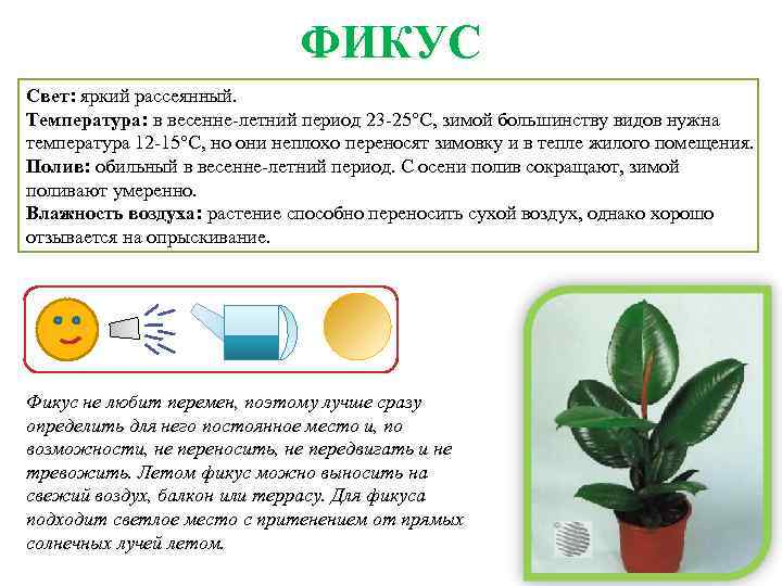  ФИКУС Свет: яркий рассеянный. Температура: в весенне-летний период 23 -25°C, зимой большинству видов