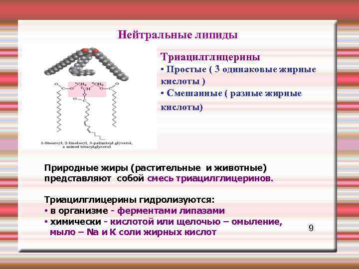  Нейтральные липиды Триацилглицерины • Простые ( 3 одинаковые жирные кислоты ) • Смешанные