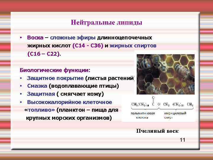 Липиды воска. Воска строение и функции. Строение воска липиды. Строение нейтральных жиров. Биологические функции восков.