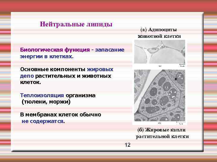  Нейтральные липиды (а) Адипоциты животной клетки Биологическая функция - запасание энергии в клетках.