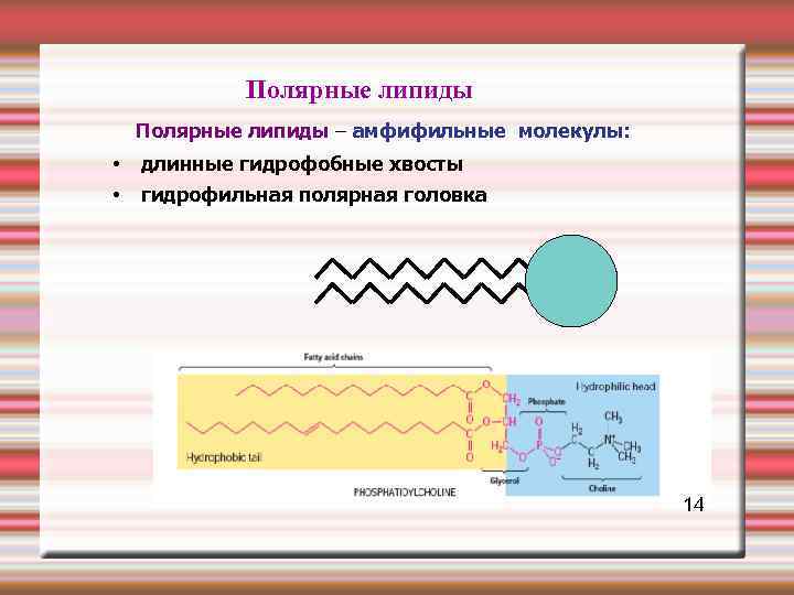 Полярное строение. Фосфолипиды гидрофильный и гидрофобный. Полярные и неполярные липиды. Гидрофобные и гидрофильные группы липидов. Полярные и неполярные части фосфолипидов.