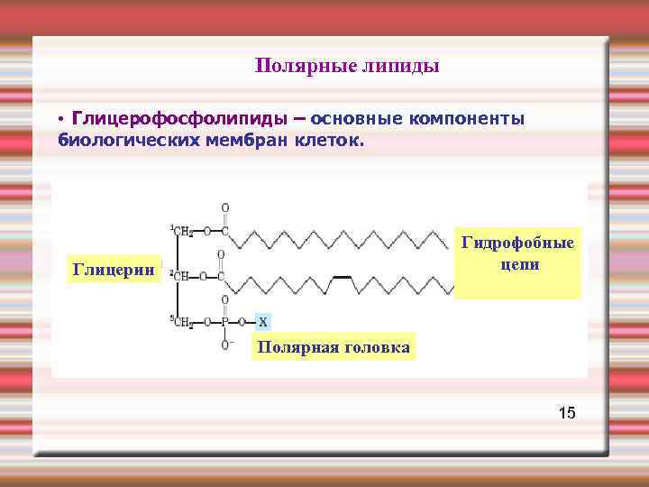  Полярные липиды • Глицерофосфолипиды – основные компоненты биологических мембран клеток. Гидрофобные Глицерин цепи