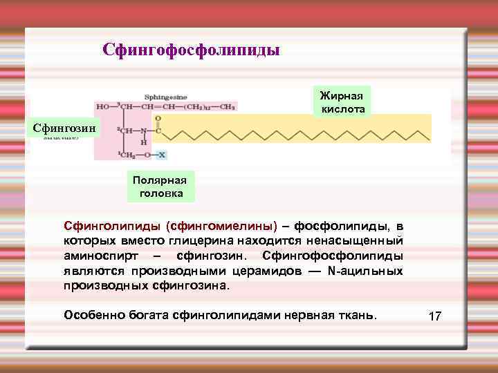  Сфингофосфолипиды Жирная кислота Сфингозин Полярная головка Сфинголипиды (сфингомиелины) – фосфолипиды, в которых вместо