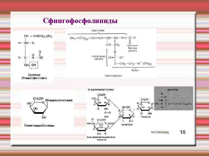 Сфингофосфолипиды 19 