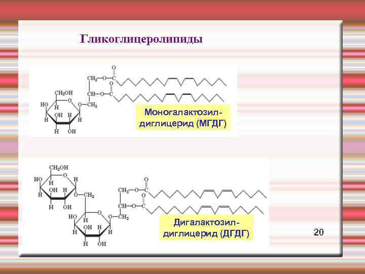 Гликоглицеролипиды Моногалактозил- диглицерид (МГДГ) Дигалактозил- диглицерид (ДГДГ) 20 