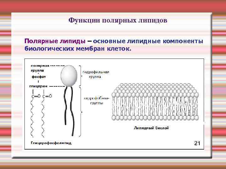 Липидный слой