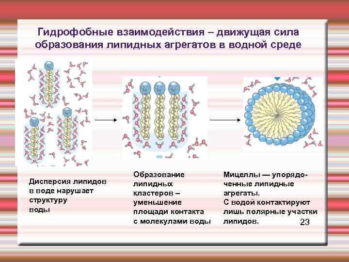 Гидрофобные молекулы