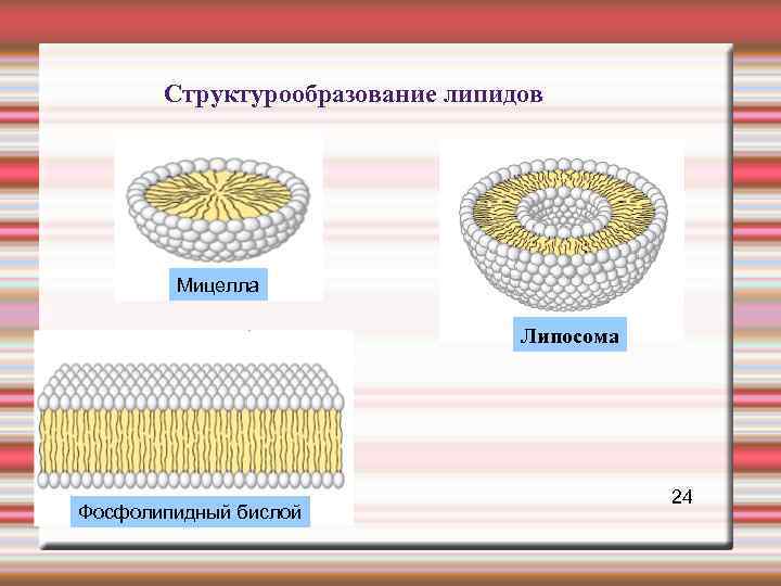  Структурообразование липидов Мицелла Липосома 24 Фосфолипидный бислой 