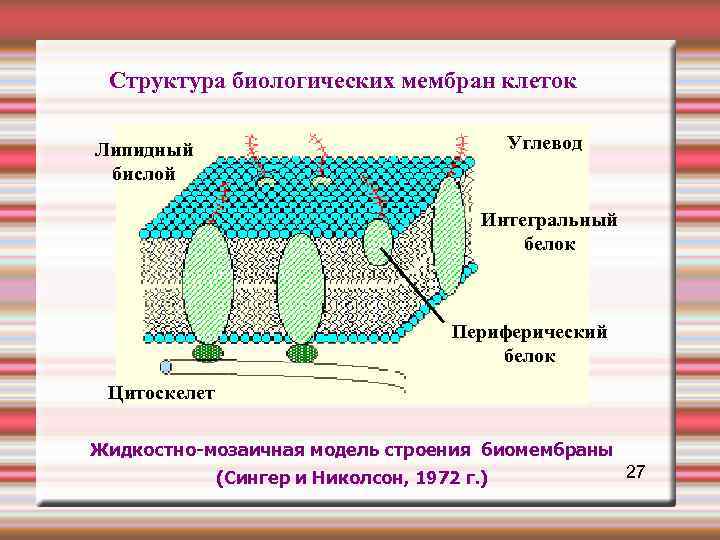  Структура биологических мембран клеток Липидный Углевод бислой Интегральный белок Периферический белок Цитоскелет Жидкостно-мозаичная