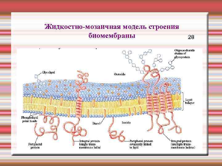 Жидкостно-мозаичная модель строения биомембраны 28 