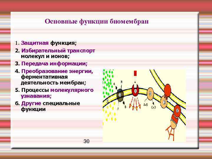  Основные функции биомембран 1. Защитная функция; 2. Избирательный транспорт молекул и ионов; 3.