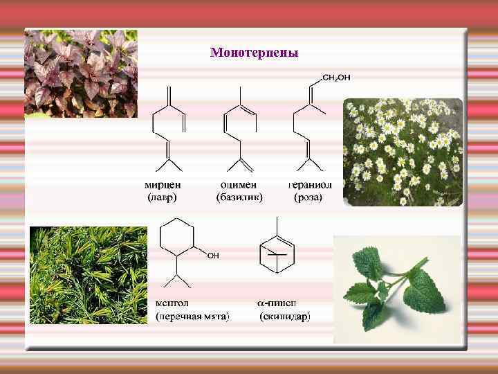 Монотерпены 