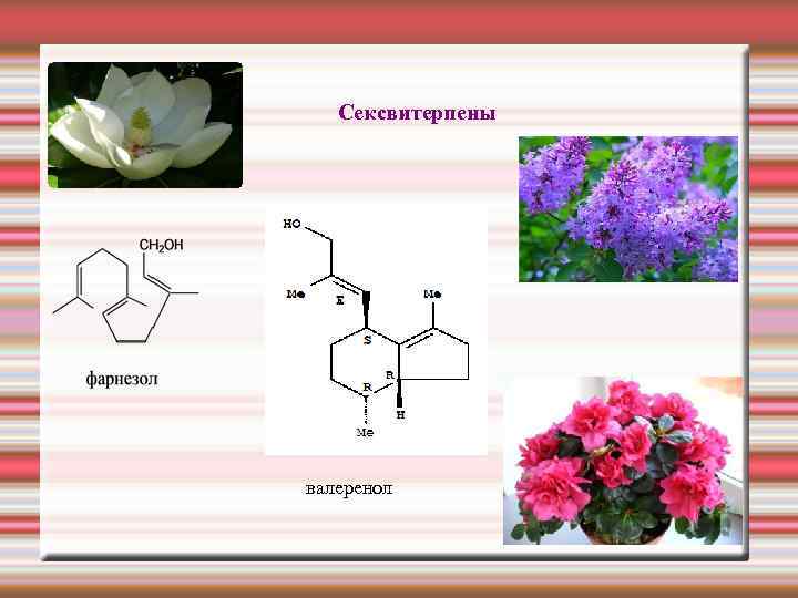  Сексвитерпены валеренол 