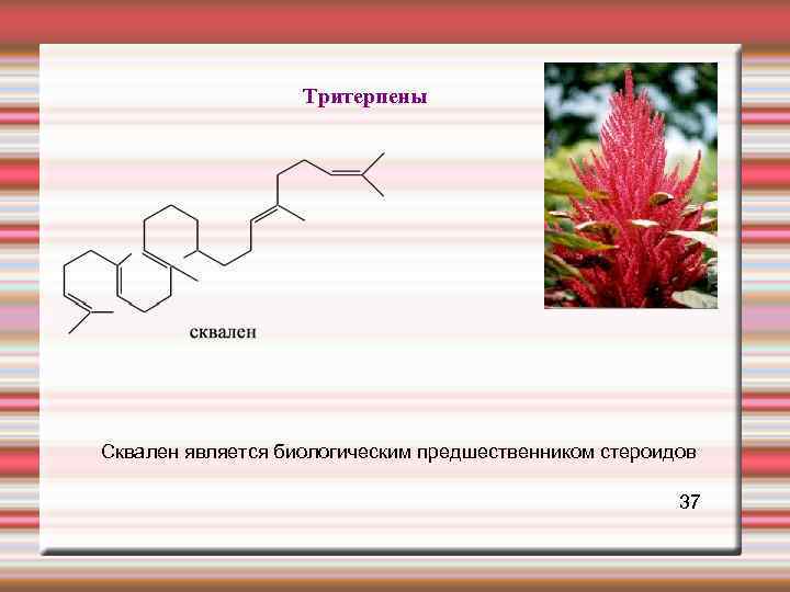  Тритерпены Сквален является биологическим предшественником стероидов 37 