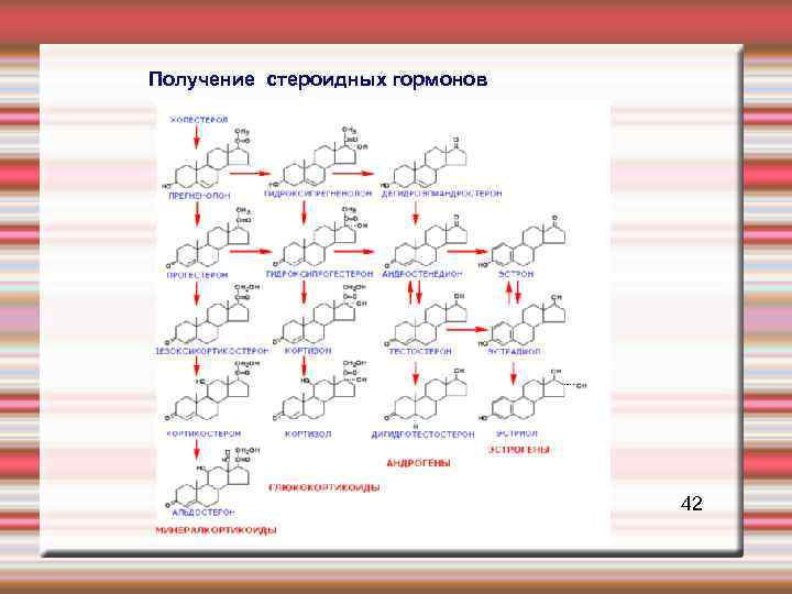 Получение стероидных гормонов 42 