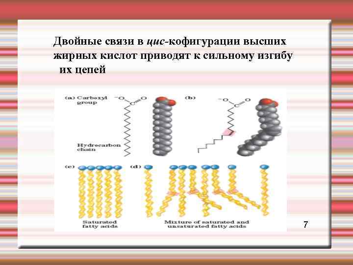 Двойные связи в цис-кофигурации высших жирных кислот приводят к сильному изгибу их цепей 7