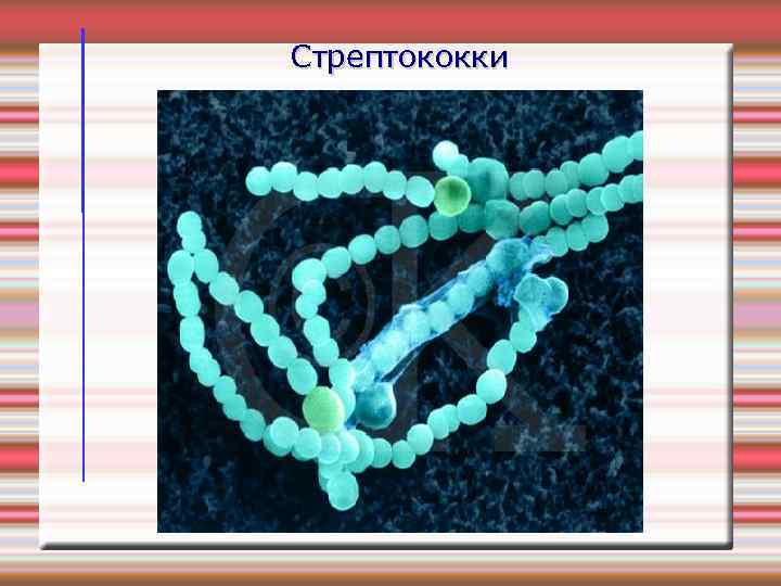 Стрептококки 