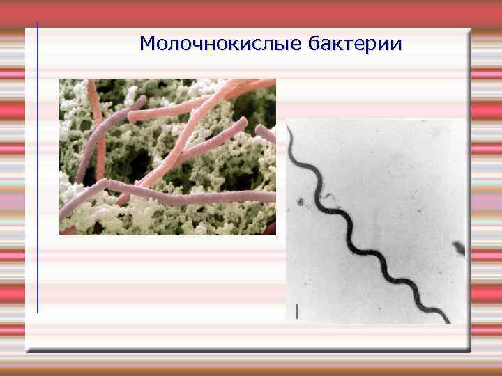 Молочнокислые бактерии 