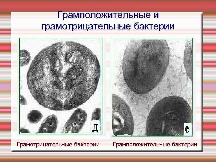 Грамположительные и грамотрицательные бактерии Грамположительные бактерии 