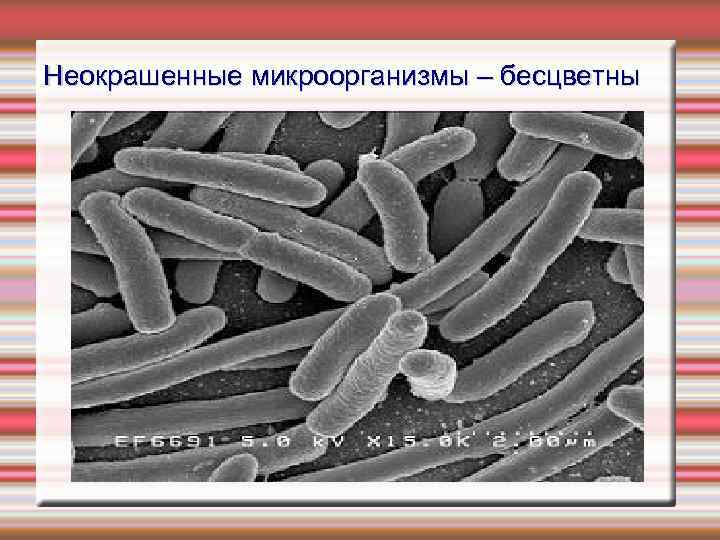 Неокрашенные микроорганизмы – бесцветны 