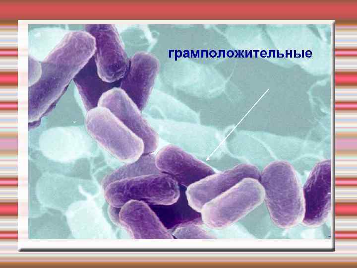 грамположительные 