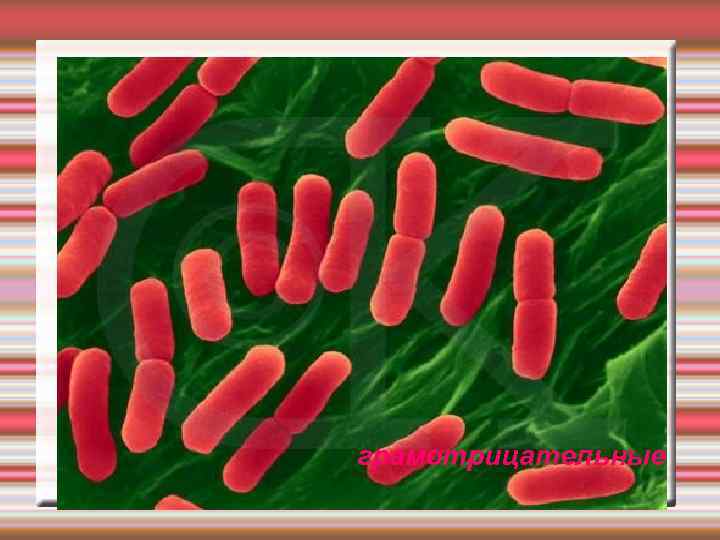 грамотрицательные 