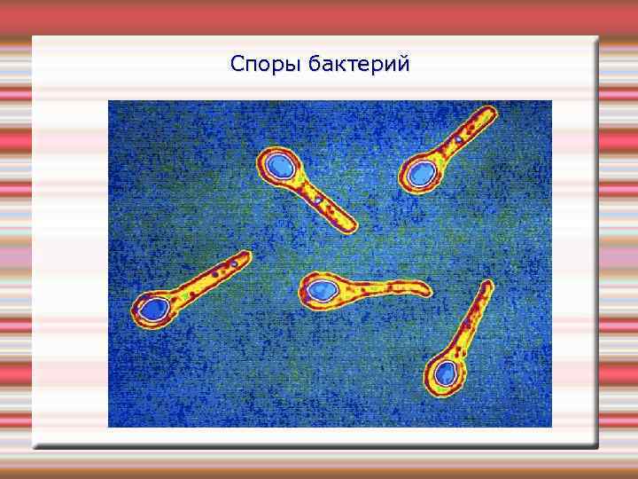 Споры бактерий 