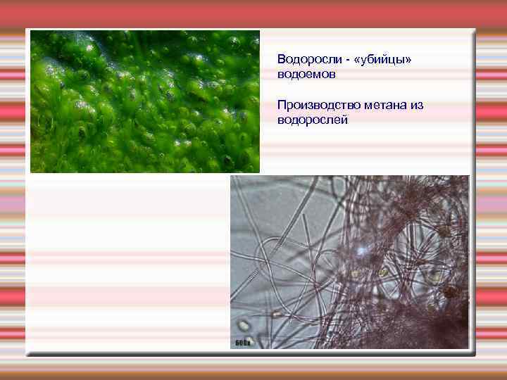 Водоросли «убийцы» Водоросли -- «убийцы" водоемов Производство метана из водорослей 