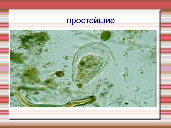 простейшие 