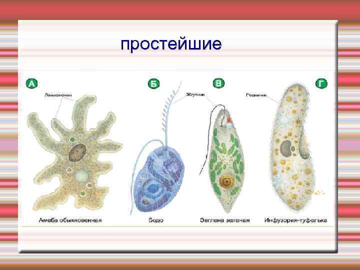 простейшие 