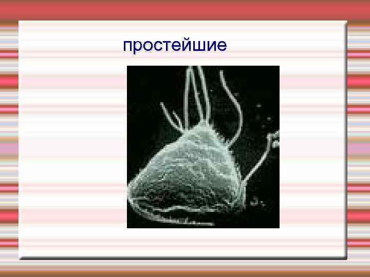 простейшие 