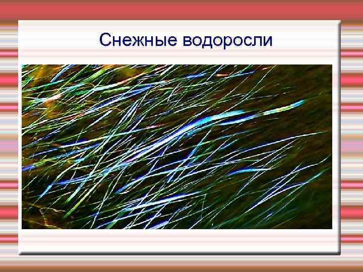 Снежные водоросли 