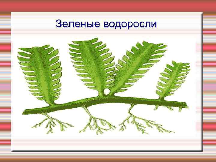Зеленые водоросли 