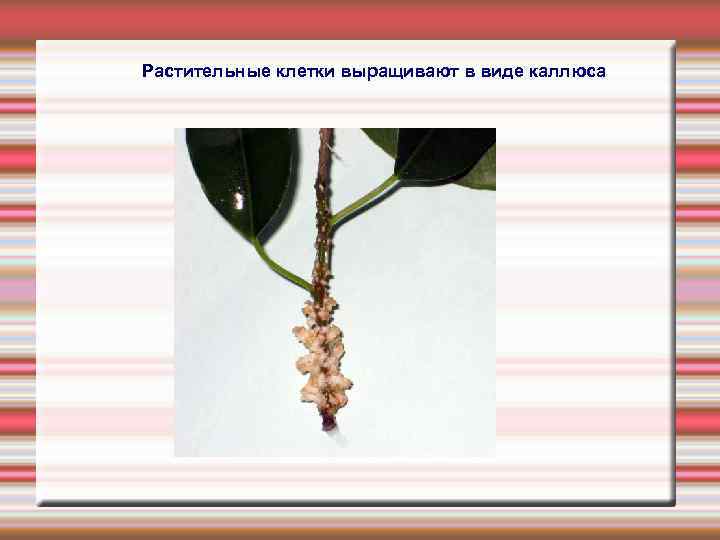 Растительные клетки выращивают в виде каллюса 