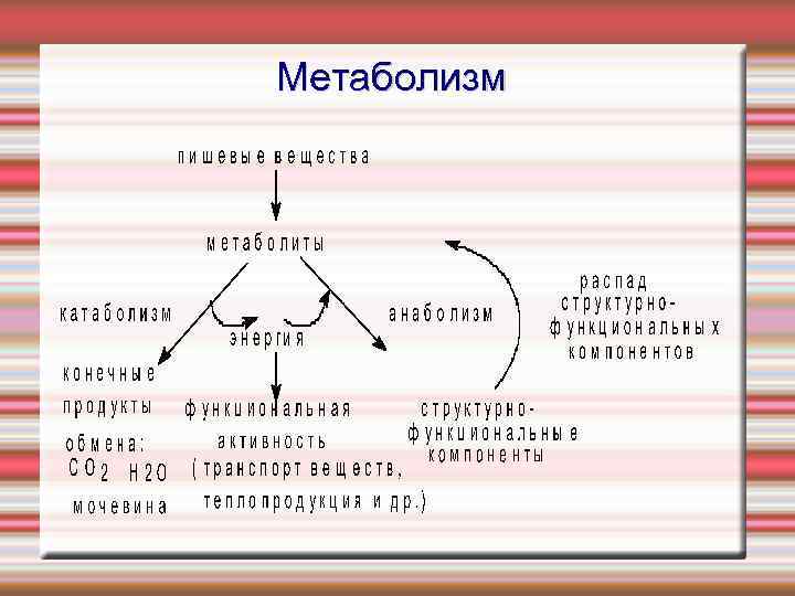 Метаболизм 