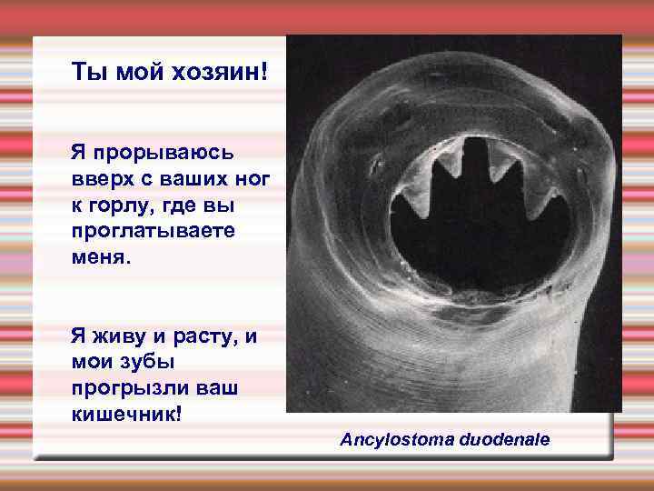 Ты мой хозяин! Я прорываюсь вверх с ваших ног к горлу, где вы проглатываете