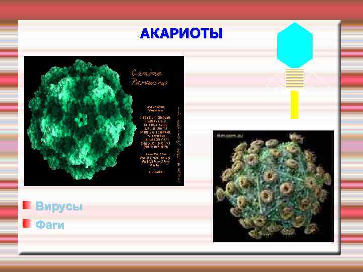 АКАРИОТЫ Вирусы Фаги 