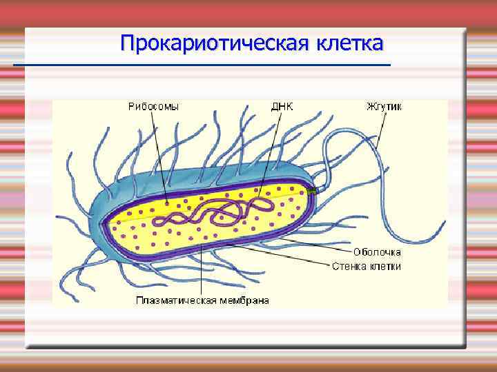Организация прокариотических клеток