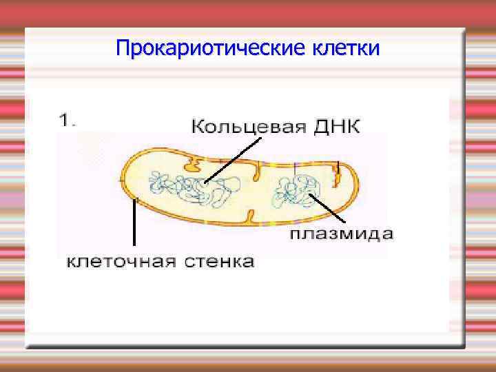 Прокариотические клетки 