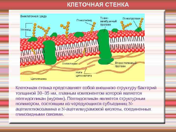 Клеточная стенка функции