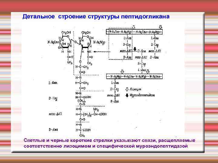 Детальное строение структуры пептидогликана Светлые и черные короткие стрелки указывают связи, расщепляемые соответственно лизоцимом