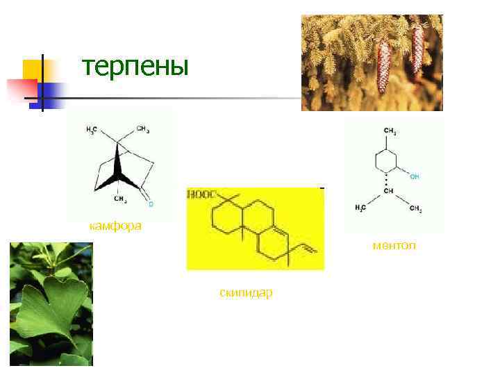 терпены камфора ментол скипидар 