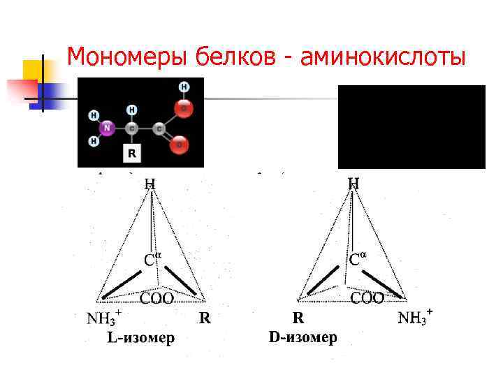 Мономеры белков - аминокислоты 