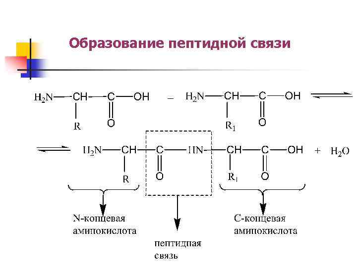 Образование пептидной связи 