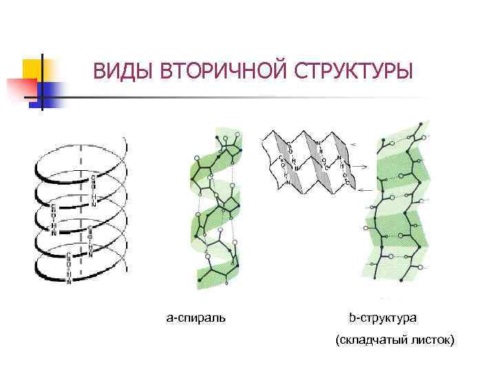 ВИДЫ ВТОРИЧНОЙ СТРУКТУРЫ a-спираль b-структура (складчатый листок) 