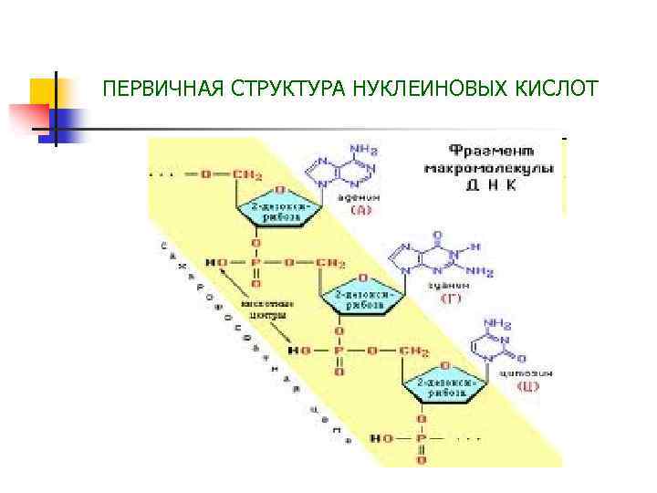 ПЕРВИЧНАЯ СТРУКТУРА НУКЛЕИНОВЫХ КИСЛОТ 