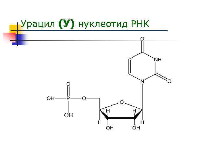 В состав нуклеотида входит урацил