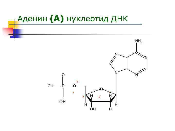 Какие нуклеотиды имеет днк