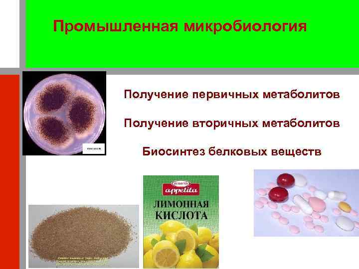 Промышленная микробиология Получение первичных метаболитов Получение вторичных метаболитов Биосинтез белковых веществ 2 2 